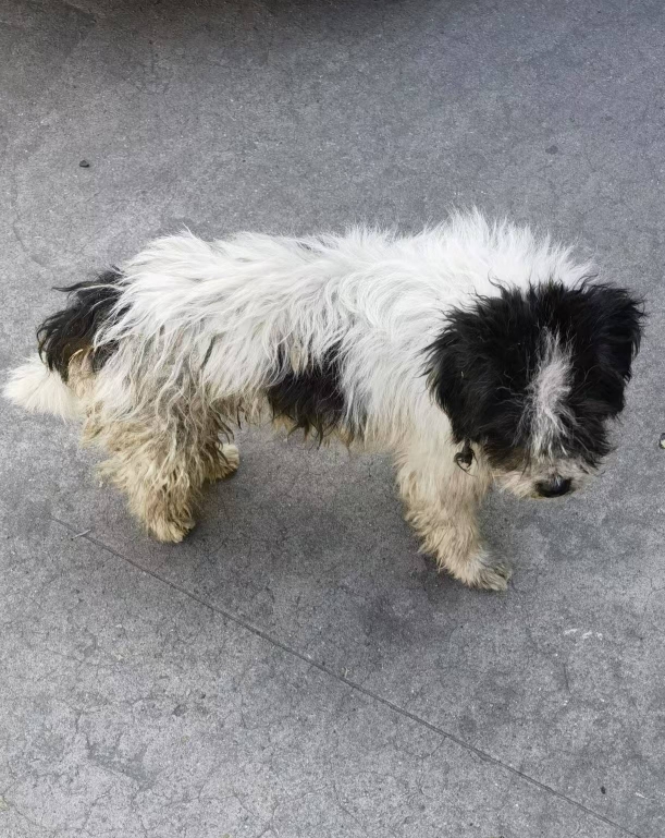 How to rescue stray dogs?